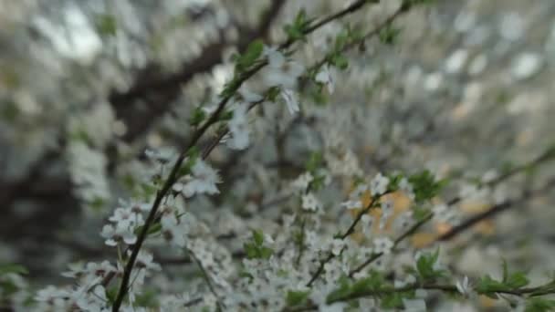 Ramos de flores de cereja na primavera. Cereja florescente na primavera . — Vídeo de Stock