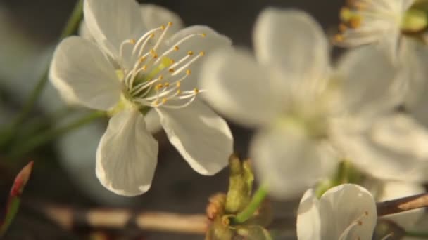 Ramos de flores de cereja na primavera. Cereja florescente na primavera . — Vídeo de Stock