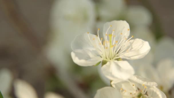 Ramos de flores de cereja na primavera. Cereja florescente na primavera . — Vídeo de Stock