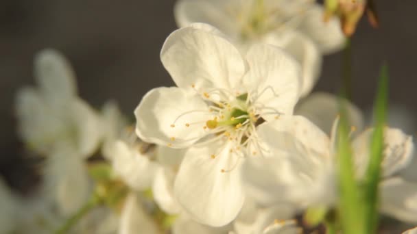 Ramos de flores de cereja na primavera. Cereja florescente na primavera . — Vídeo de Stock