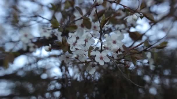 Ramas de flores de cerezo en primavera. Cereza en flor en primavera . — Vídeos de Stock