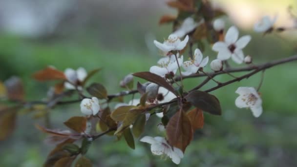 Гілки вишні цвітуть навесні. Цвітіння вишні навесні . — стокове відео