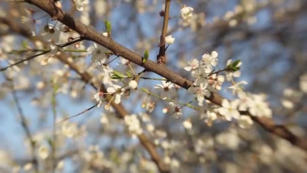 Κλαδιά από άνθη κερασιάς την άνοιξη. Ανθισμένο κεράσι την άνοιξη. — Αρχείο Βίντεο