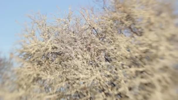 Ramas de flores de cerezo en primavera. Cereza en flor en primavera . — Vídeos de Stock