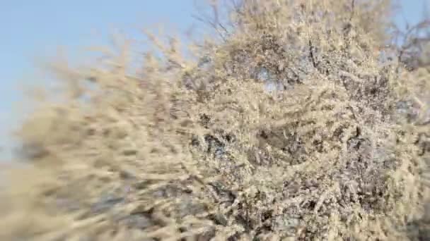 Větve třešňových květů na jaře. Třešeň kvetoucí na jaře. — Stock video