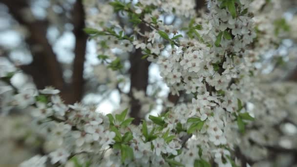 İlkbaharda kiraz ağaçları çiçek açar. Baharda açan kiraz. — Stok video