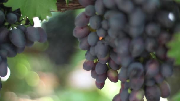 Grapes in the vineyard close-up. Ukraine — 비디오