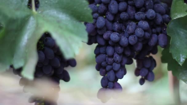 Raisins dans le vignoble close-up. Ukraine — Video