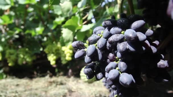 Raisins dans le vignoble close-up. Ukraine — Video