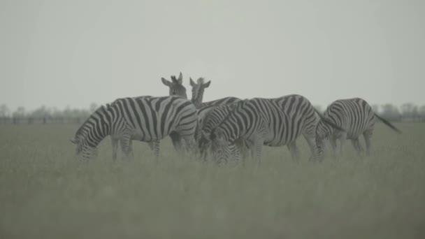Zebra zebras no campo. Movimento lento — Vídeo de Stock