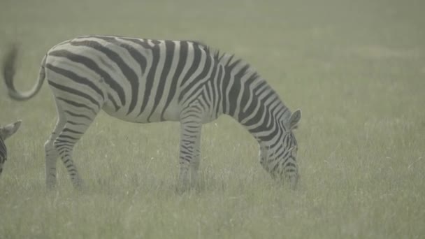 Zebra zebras no campo. Movimento lento — Vídeo de Stock