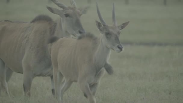 Antelope antelope in a field on pasture — Stock Video