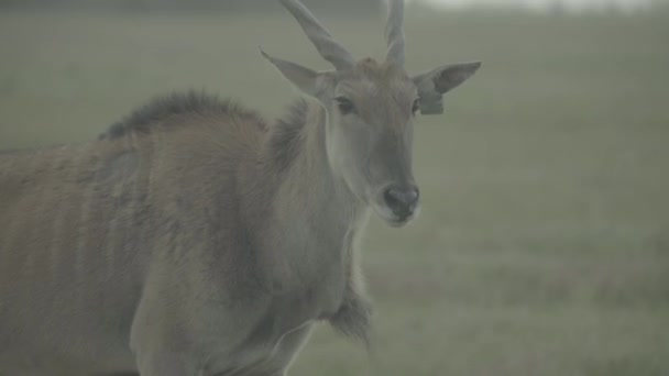 Антилопа в полі на пасовищі — стокове відео