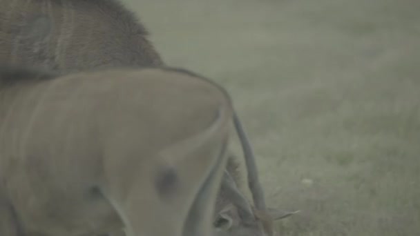 Антилопа в поле на пастбище — стоковое видео