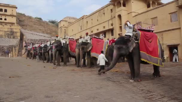 Elefantes cerca de Amber Fort. Rajastán. India . — Vídeo de stock