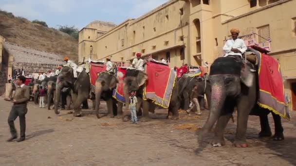 Ελέφαντες κοντά στο Άμπερ Φορτ. Ρατζαστάν. Ινδία. — Αρχείο Βίντεο