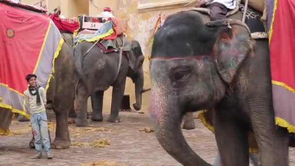 Elefántok Amber Fort közelében. Rajasthan vagyok. India. — Stock videók