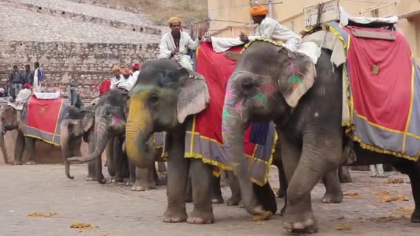 Ελέφαντες κοντά στο Άμπερ Φορτ. Ρατζαστάν. Ινδία. — Αρχείο Βίντεο