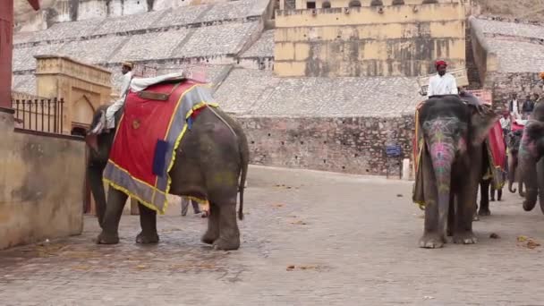 Elefántok Amber Fort közelében. Rajasthan vagyok. India. — Stock videók