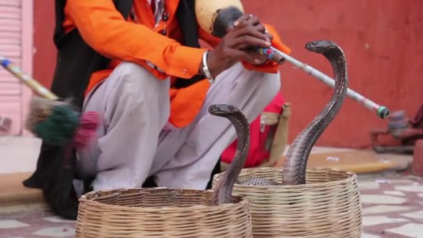 O encantador da cobra. Índia . — Vídeo de Stock