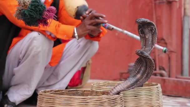 O encantador da cobra. Índia . — Vídeo de Stock