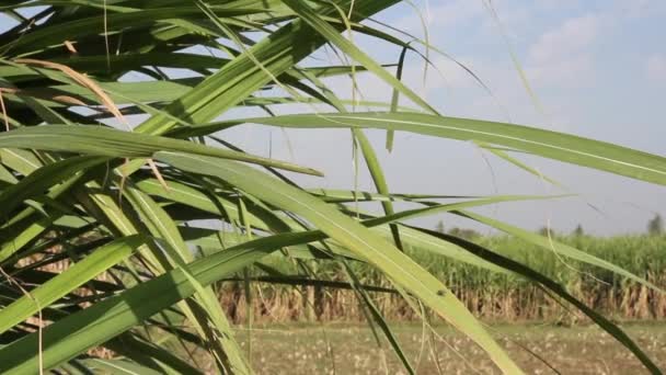 Asia. India. Sugarcane production. — Stock Video