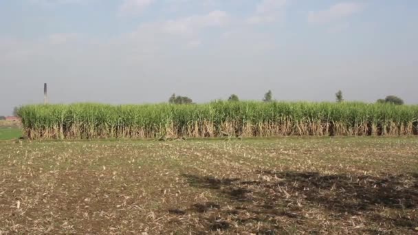 Asia. India. Sugarcane production. — 비디오