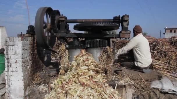 Азия. В Индии. Производство сахарного тростника . — стоковое видео