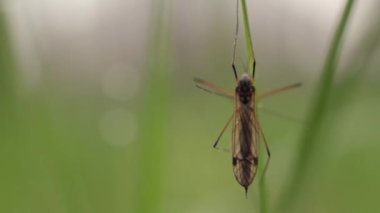 Çimlerde böcek var. Yakın plan. Makro