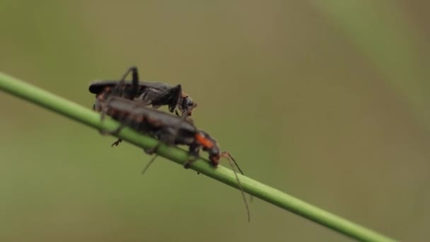 Insectos en la hierba. Primer plano. Macro — Vídeos de Stock