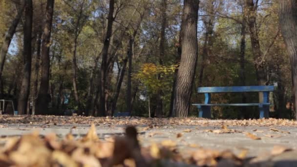 Hojas caídas de otoño en el parque — Vídeos de Stock