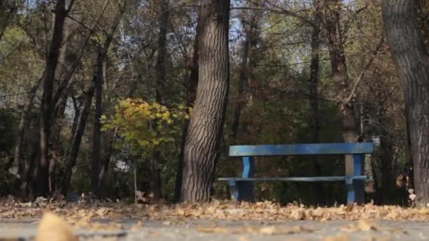 Parkta düşen sonbahar yaprakları — Stok video