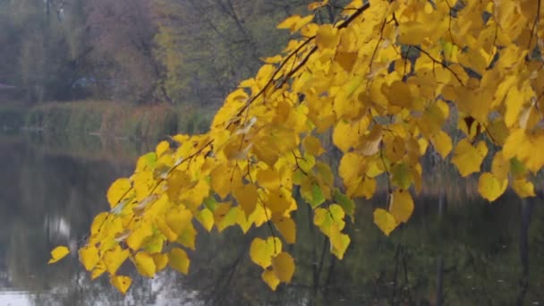 El otoño se va. Primer plano . — Vídeos de Stock