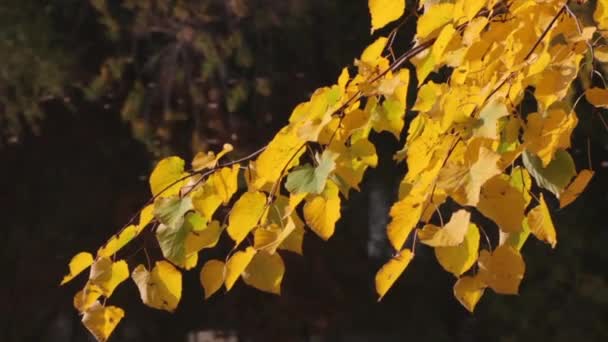 Autumn leaves. Close-up. — Stock Video