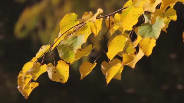 El otoño se va. Primer plano . — Vídeos de Stock