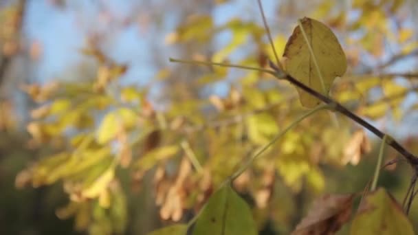 Podzimní listí. Detailní záběr. — Stock video