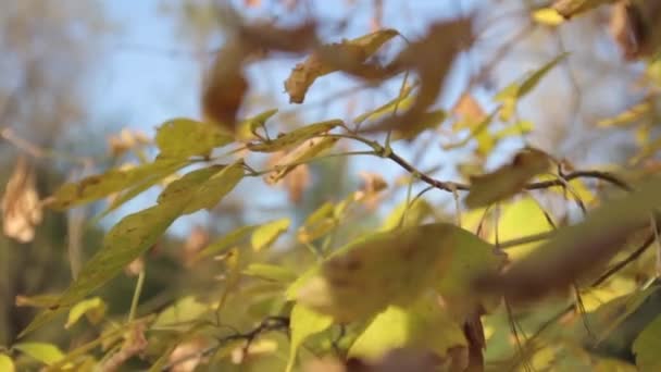 Foglie d'autunno. Primo piano . — Video Stock