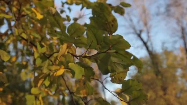 Podzimní listí. Detailní záběr. — Stock video