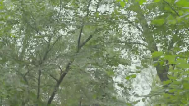 Perdido en el bosque turístico. POV — Vídeo de stock