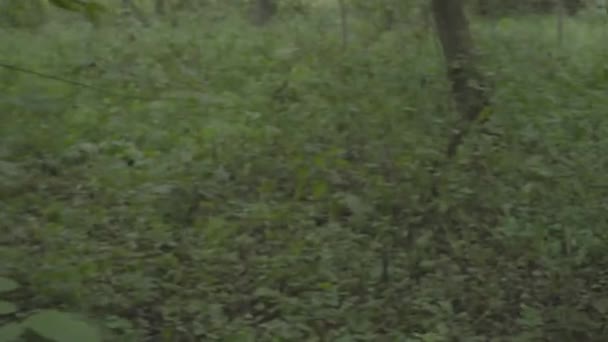 Perdu dans les bois touriste forestier. Point de vue 