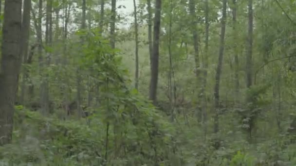 Perdu dans les bois touriste forestier. Point de vue 