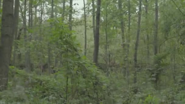 Perdido en el bosque turístico. POV — Vídeos de Stock