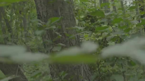 Verloren in het bos bos toerist. Pov. — Stockvideo