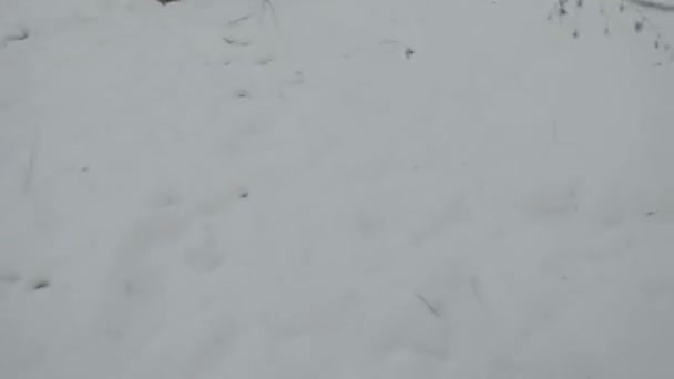 Un uomo si è perso in una foresta innevata in inverno. Luogo di nascita: — Video Stock