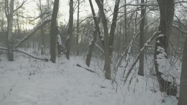 V zimě se v zasněženém lese ztratil muž. Pov — Stock video