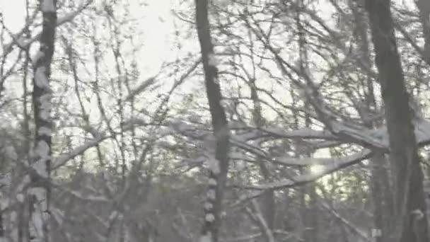Um homem perdeu-se numa floresta nevada no Inverno. VPO — Vídeo de Stock