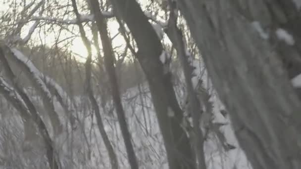 Un uomo si è perso in una foresta innevata in inverno. Luogo di nascita: — Video Stock