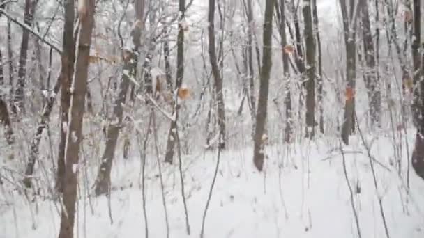 Um homem perdeu-se numa floresta nevada no Inverno. VPO — Vídeo de Stock