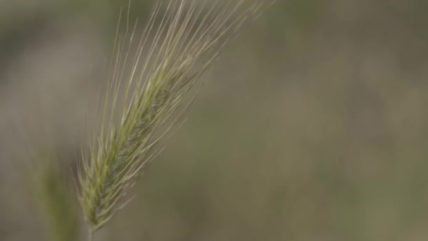 Oreja de trigo en verano de cerca . — Vídeos de Stock