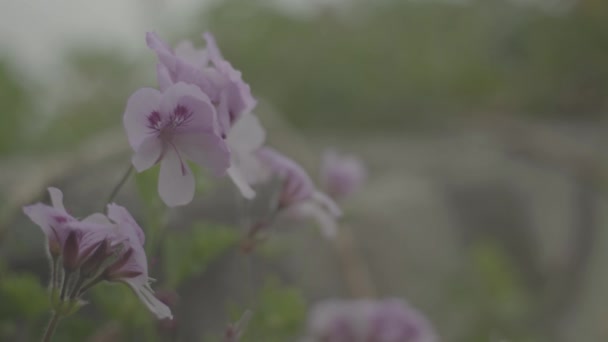 美しい花だ接近中だマクロ. — ストック動画